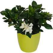 gardenia - cache pot lime